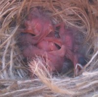 /album/filhotes1/foto-4-jpg/